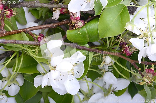 Image of Flowers of the cherry blossoms on a spring day