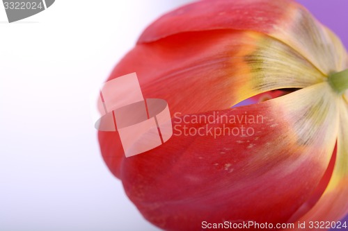 Image of Beautiful red tulips, close-up flowers