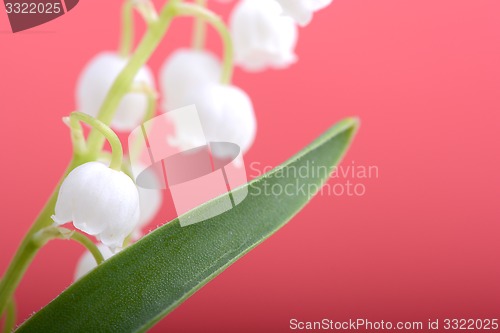 Image of close up white flowers of lilac