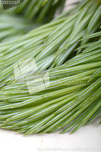 Image of Christmas tree branches border over white