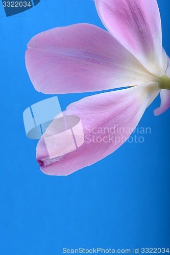 Image of Red tulips on blue background