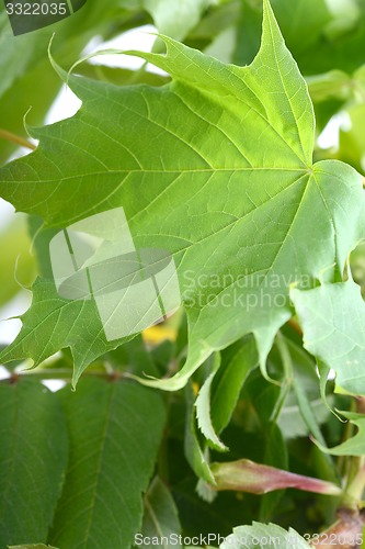 Image of green leaf background