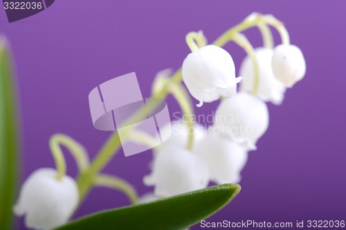 Image of white flowers of lilac