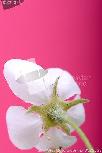 Image of apple blossoms in spring on white background