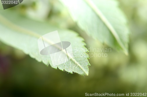 Image of close up of green leave