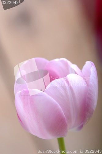 Image of pink tulips. spring flower