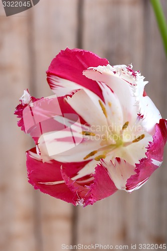 Image of red tulips. spring flower