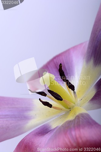 Image of close up flower