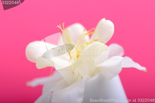 Image of white lilac flowers closeup on red background