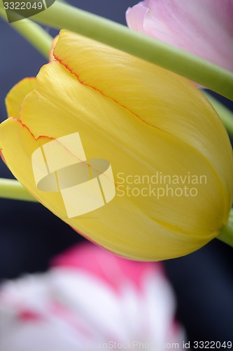 Image of Close up image of tulip on black, flowers