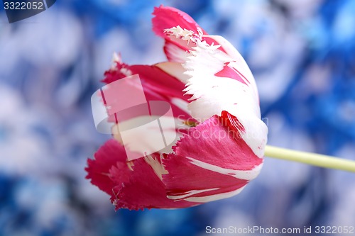 Image of Red tulips on blue and white background