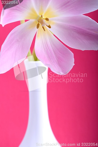 Image of Close-up single tulip flower