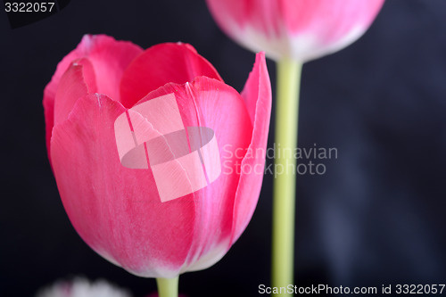 Image of Red tulips on black, flowers