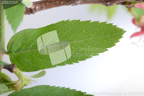 Image of close up of green leave