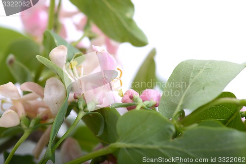 Image of green leaf background