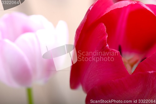 Image of close up to red tulips, close up flowers