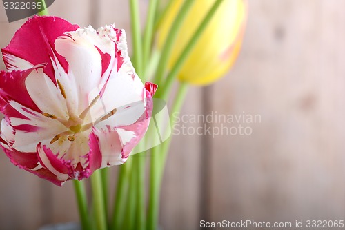 Image of close up to red tulips, close up flowers
