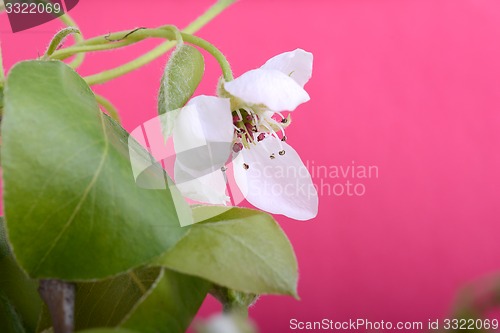 Image of flower on blossoming apple tree close up in spring