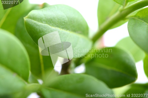 Image of green leaf background