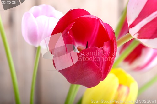 Image of close up to red tulips, close up flowers