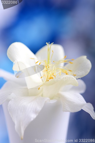 Image of white lilac flowers closeup on blue background