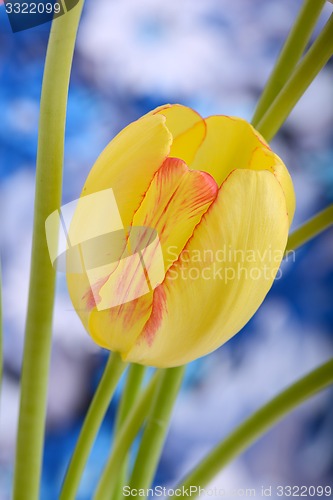 Image of Yellow tulips close upclose up to red tulips