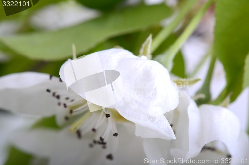 Image of flower on blossoming apple tree close up in spring