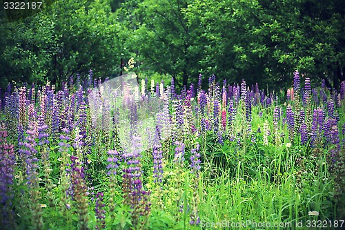 Image of Wild lupines