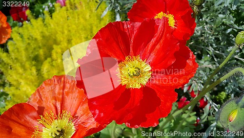 Image of Beautiful red poppies