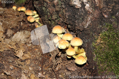 Image of  Armillaria