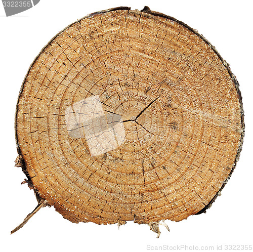 Image of Trunk