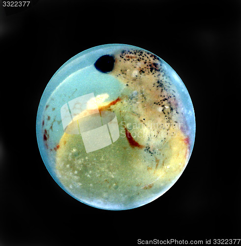 Image of Egg of swordtail. Xiphophorus helleri.