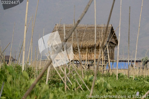 Image of ASIA MYANMAR NYAUNGSHWE FLOATING GARDENS