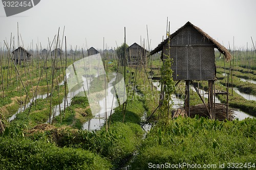 Image of ASIA MYANMAR NYAUNGSHWE FLOATING GARDENS