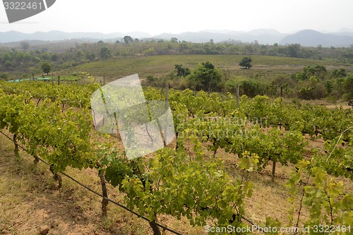 Image of ASIA MYANMAR NYAUNGSHWE WINE