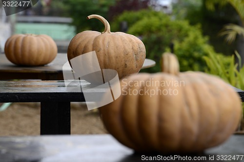 Image of ASIA MYANMAR NYAUNGSHWE PUMPKINS