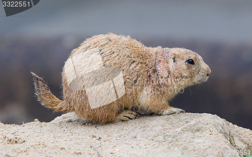 Image of Prairie dog checking out