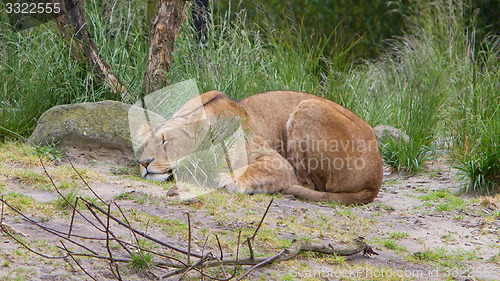 Image of Large lioness in green environment