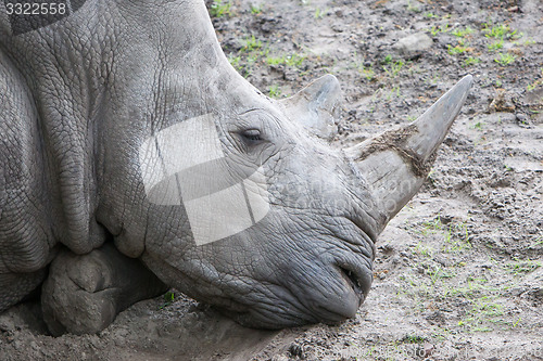 Image of Close-up of a white rhino