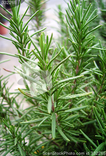 Image of rosemary