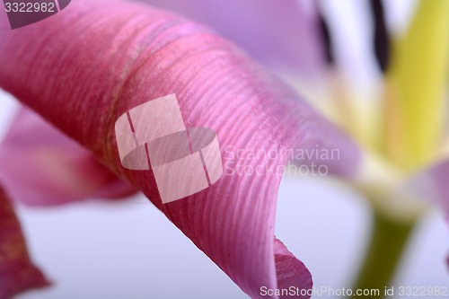 Image of close up flower