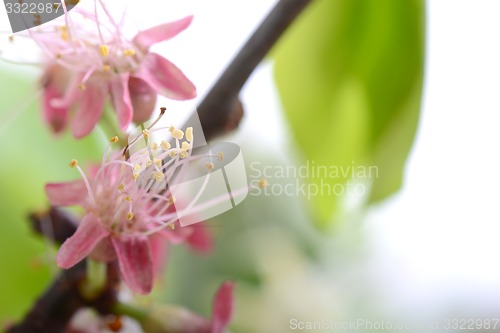 Image of Spring Cherry blossoms, pink flowers.