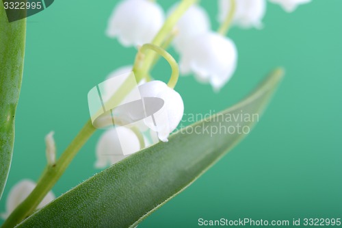 Image of white flowers of lilac