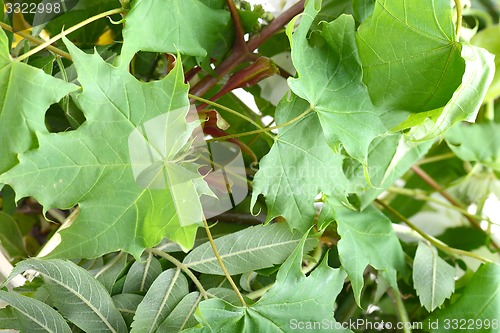 Image of green leaf background