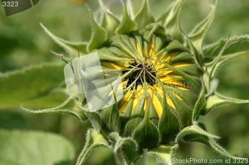 Image of sunflower bud