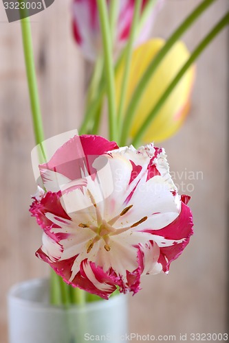 Image of close up to red tulips, close up flowers