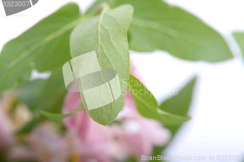 Image of green leaf background