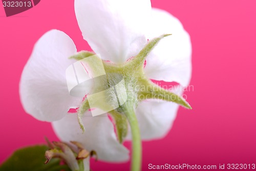 Image of apple blossoms in spring on white background