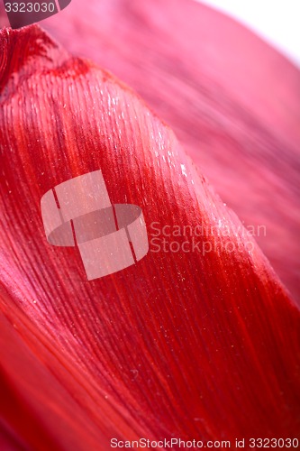 Image of Close up beautiful red tulip flower