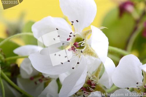 Image of apple blossoms in spring on white background